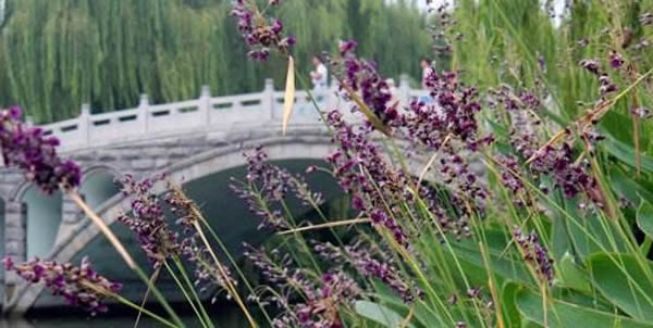 再力花的花语和寄意