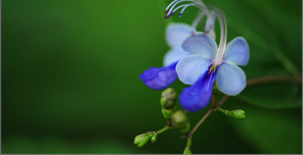 蓝胡蝶的花语