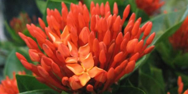灵药花的花语