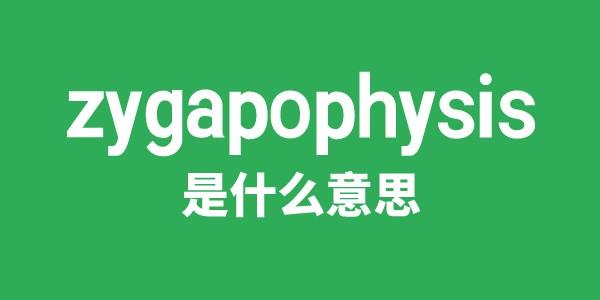 zygapophysis是甚么意义