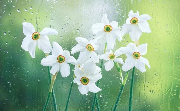 水仙花的花语,水仙花的寄意和意味是甚么