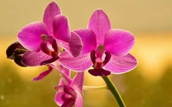 兰花的花语,兰花的寄意和意味是甚么