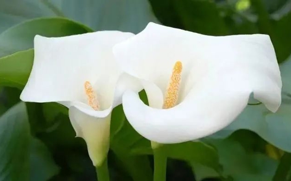 马蹄莲花语,马蹄莲的寄意和意味是甚么