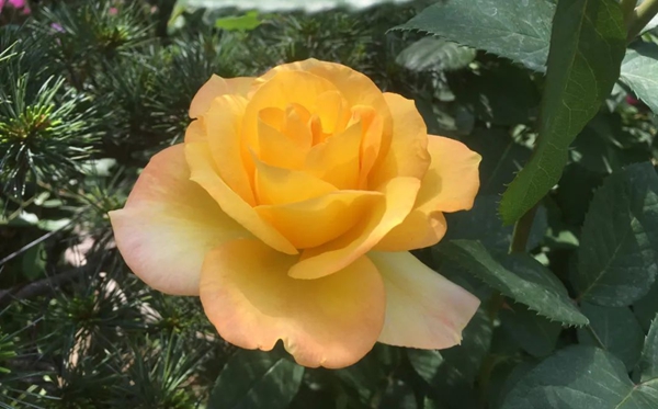月季的花语,月季的寄意和意味是甚么