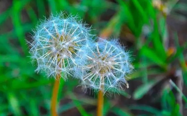 蒲公英的花语,蒲公英的寄意和意味是甚么