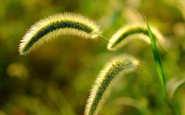 狗尾巴草的花语和寄意是甚么