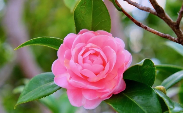山茶花的花语及代表意思是甚么
