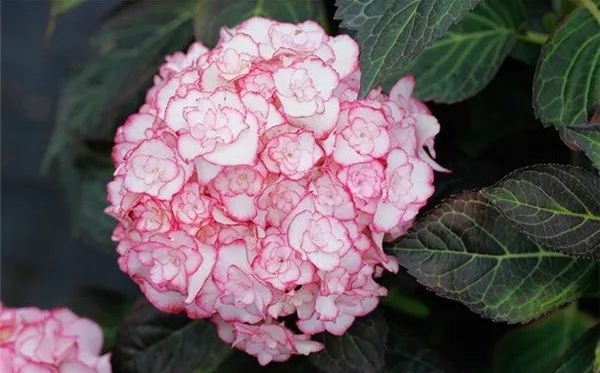 绣球花的花语和寄意是甚么