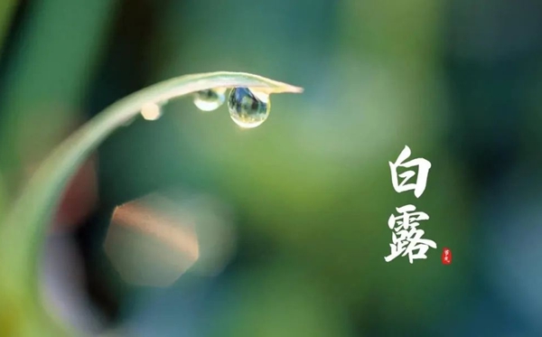 白露骨气的寄义是甚么,白露骨气的特色和风尚简介