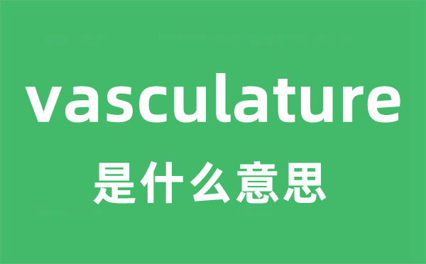 vasculature是甚么意义