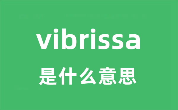 vibrissa是甚么意义