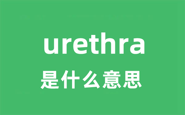 urethra是甚么意义