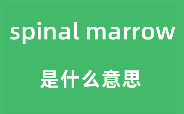 spinal marrow是甚么意义,中文翻译是甚么