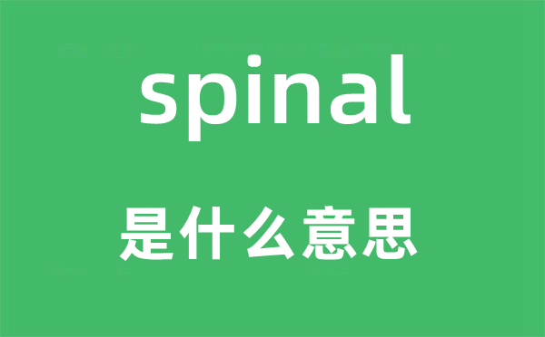 spinal是甚么意义,spinal怎样读,中文翻译是甚么