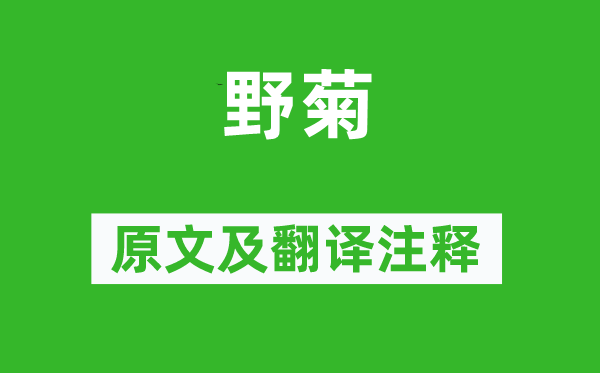 杨万里《野菊》原文及翻译正文,诗意诠释