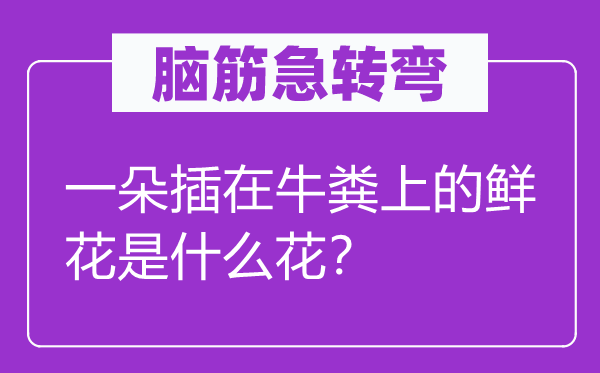脑子急转弯:一朵插在牛粪上的鲜花是甚么花?