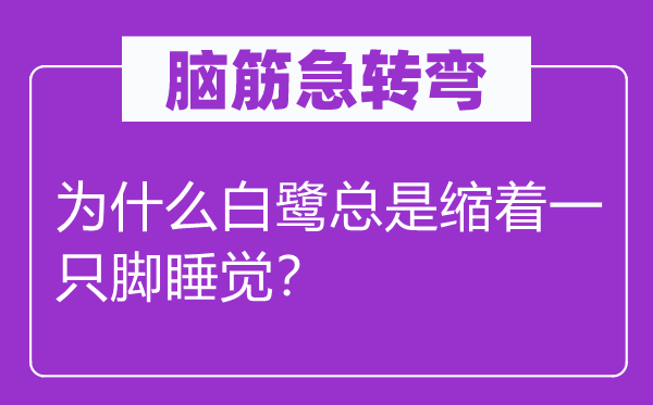 脑子急转弯：为甚么白鹭老是缩着一只脚睡觉？