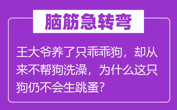 脑子急转弯：王大爷养了只乖乖狗，却历来不帮狗沐浴，为甚么这只狗仍不会生跳蚤？
