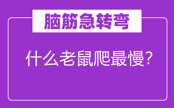 脑子急转弯：甚么老鼠爬最慢？
