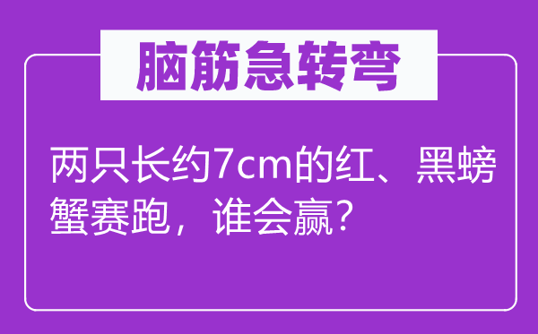 脑子急转弯：两只长约7cm的红、黑螃蟹竞走，谁会赢？