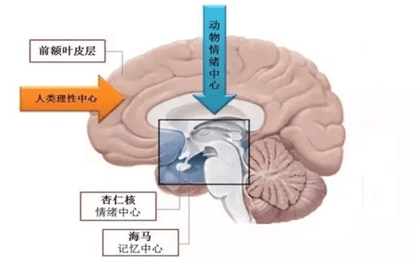 为甚么记不住黑甜乡内容,早晨做梦记不住是怎样回事