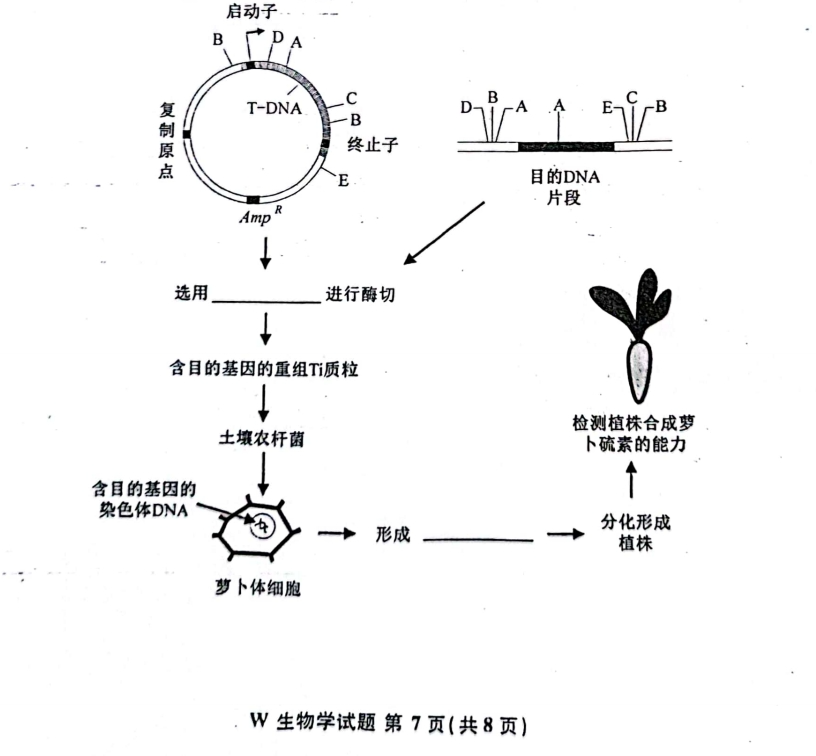 新高考2024七省联考生物试卷及谜底剖析