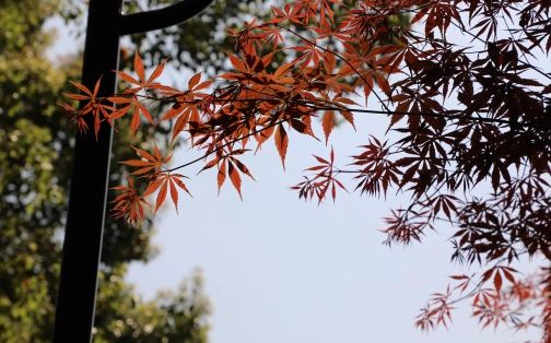 长沙市第十五中学在长沙的排名第几,属于甚么层次?