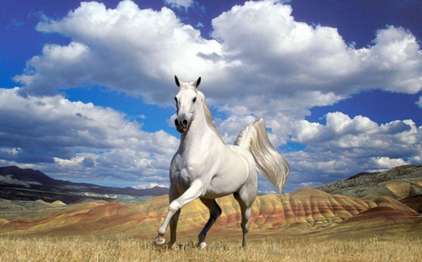 骐骥驰骋怎样读,2026马年央视春晚“骐骥驰骋,势不可挡”甚么意义?